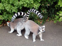 belfastzoo.jpg